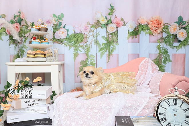 フォトギャラリー11