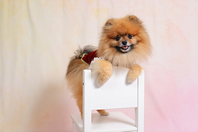 フォトギャラリー4