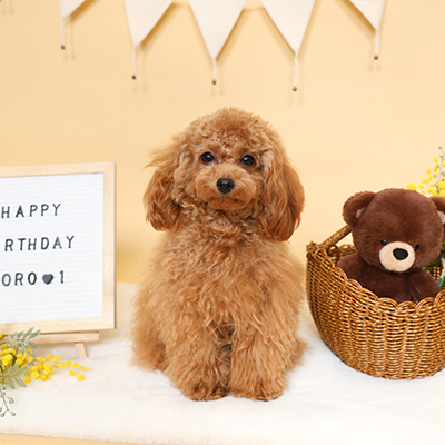 フォトギャラリー2