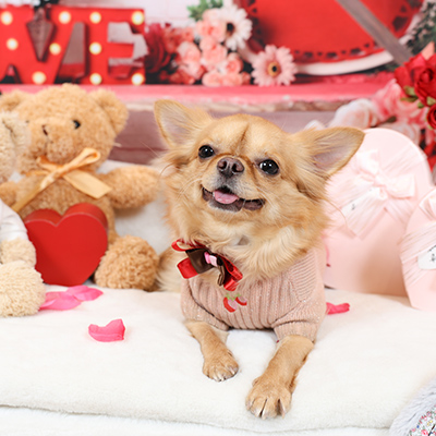 フォトギャラリー2