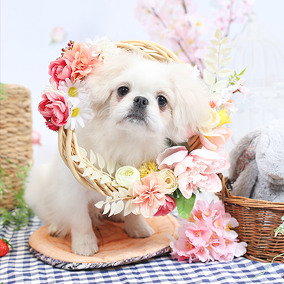 フォトギャラリー2